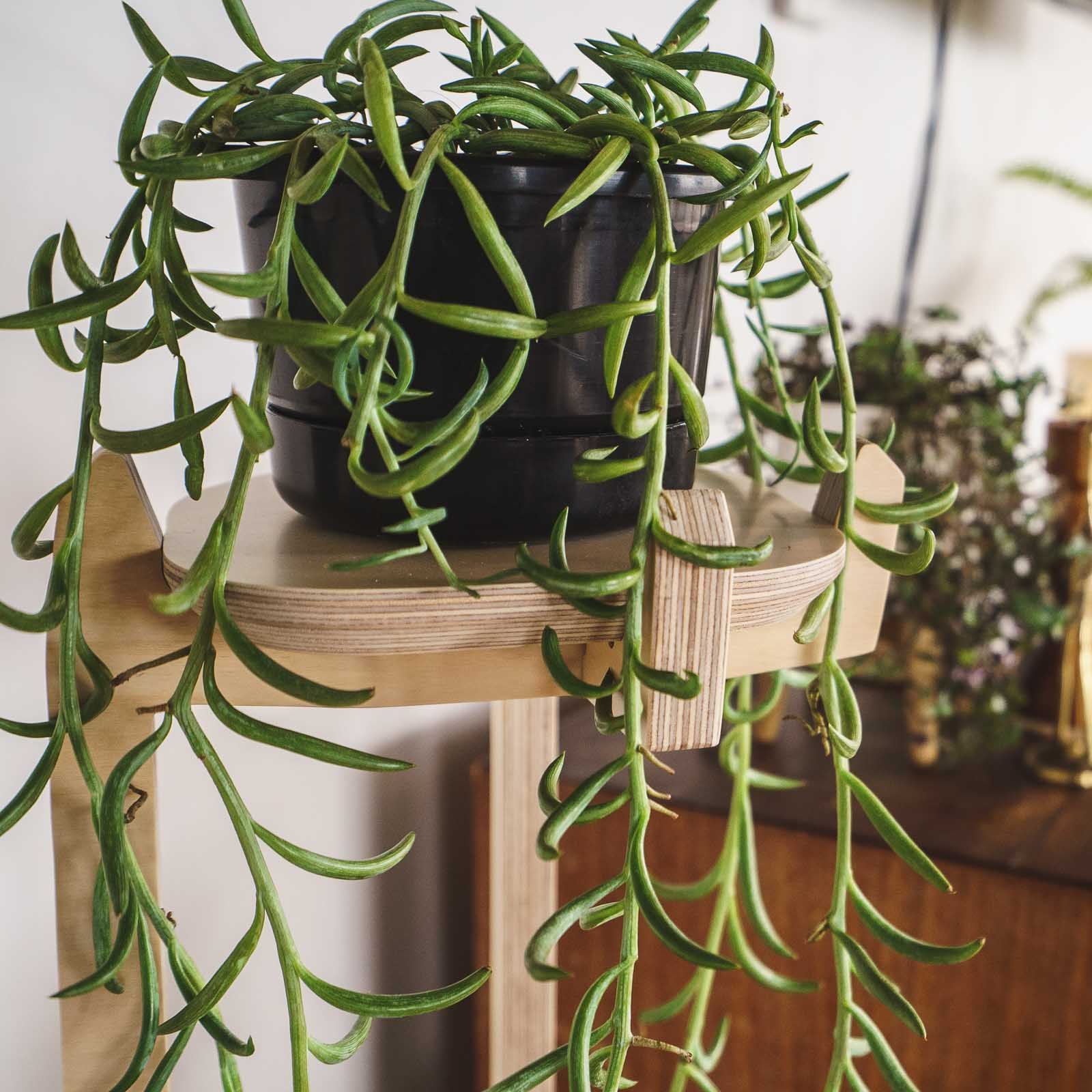 Japandi Corner Plant Stand - - Work From Home Desks