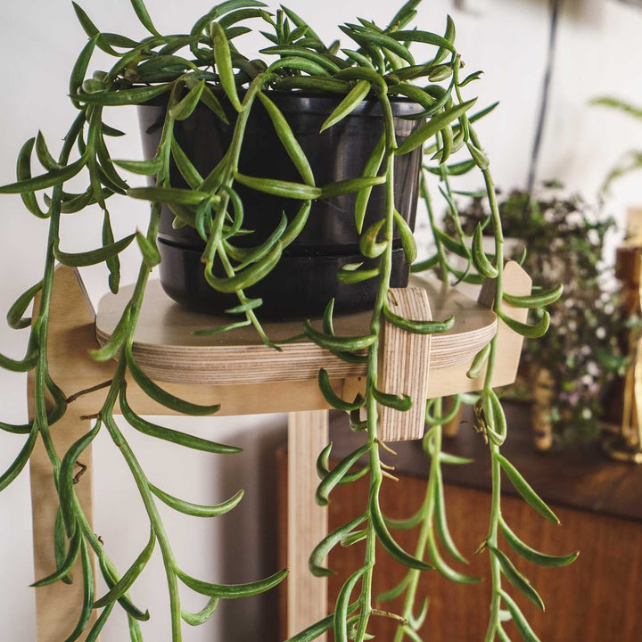 Japandi Corner Plant Stand - - Work From Home Desks