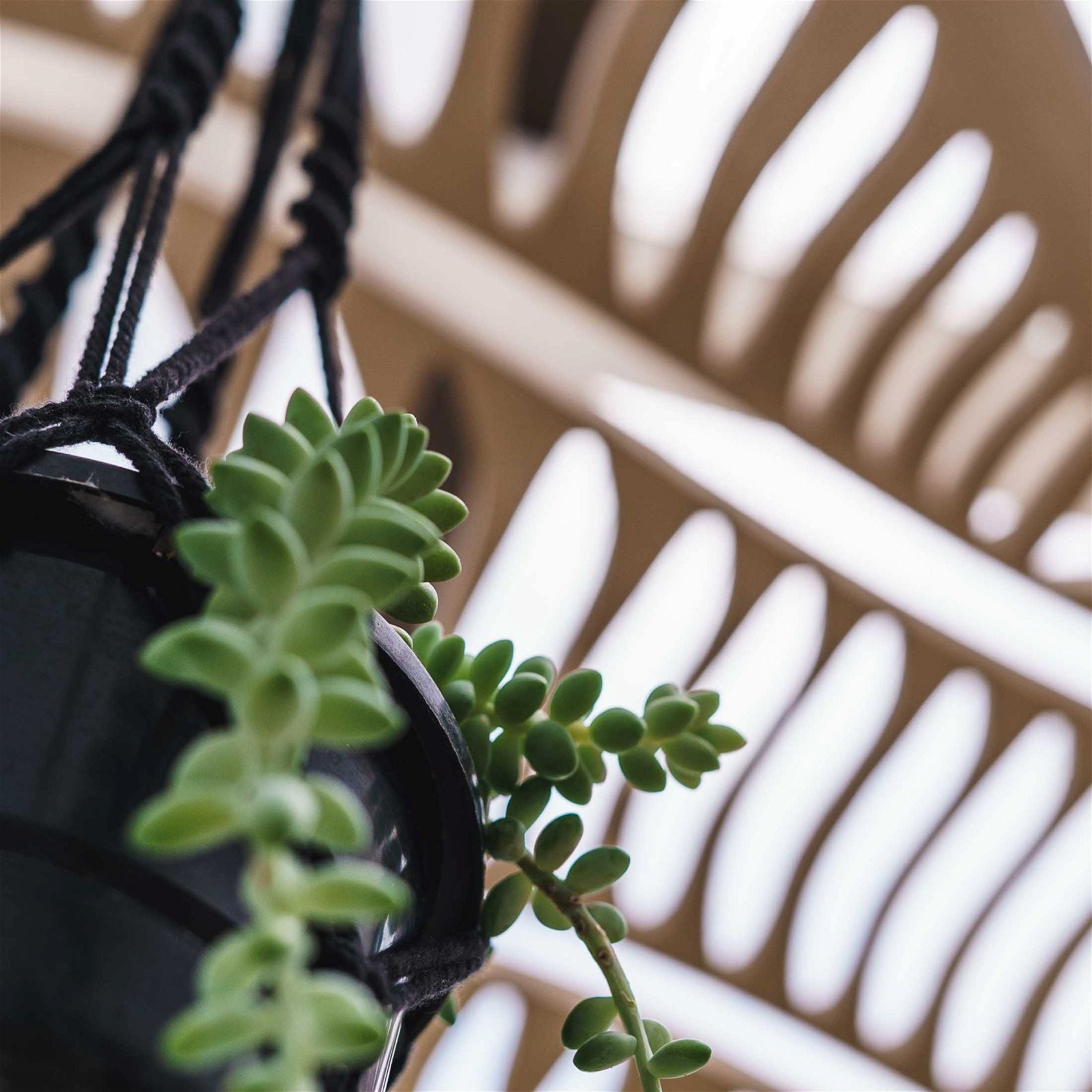 Japandi Plant Chandelier - - Work From Home Desks