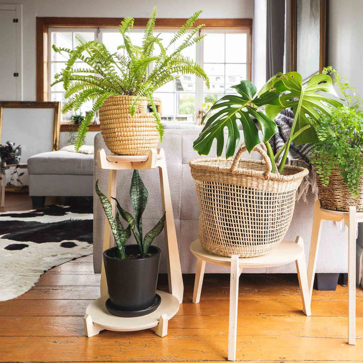 Japandi Tiered Plant Stand - - Work From Home Desks