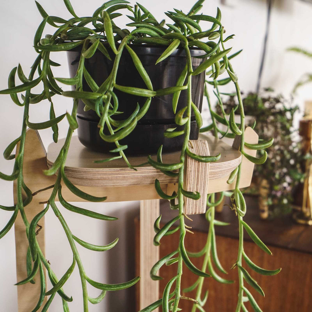 Japandi Corner Plant Stand -  - Work From Home Desks                                    