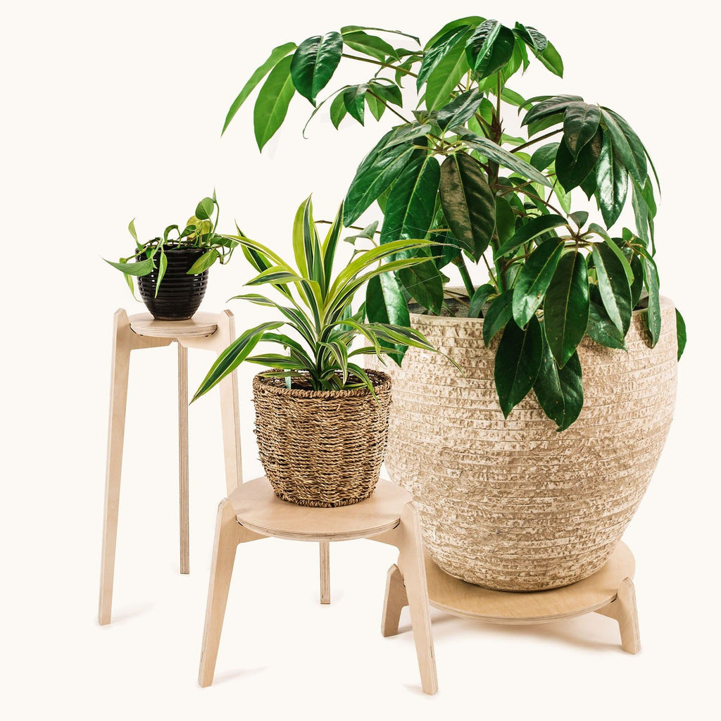 Japandi Plant Stand 3 pack -  - Work From Home Desks                                    