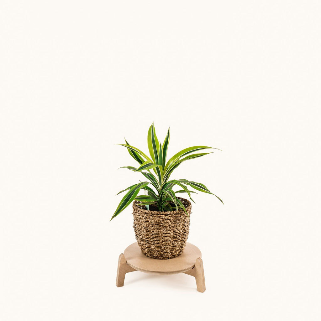 Japandi 11" Plant Stand 4" / Satin Birch -  - Work From Home Desks                                    