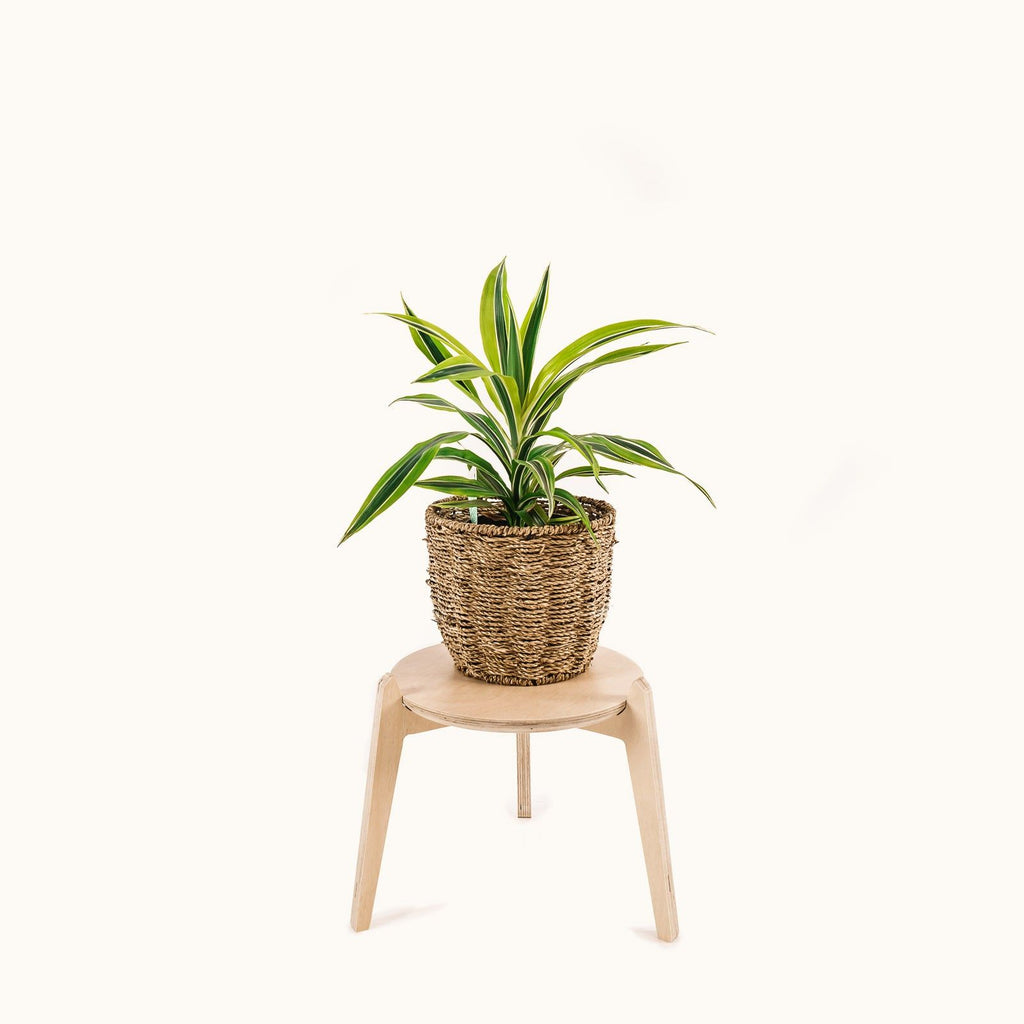 Japandi 11" Plant Stand 4" / Satin Birch -  - Work From Home Desks                                    
