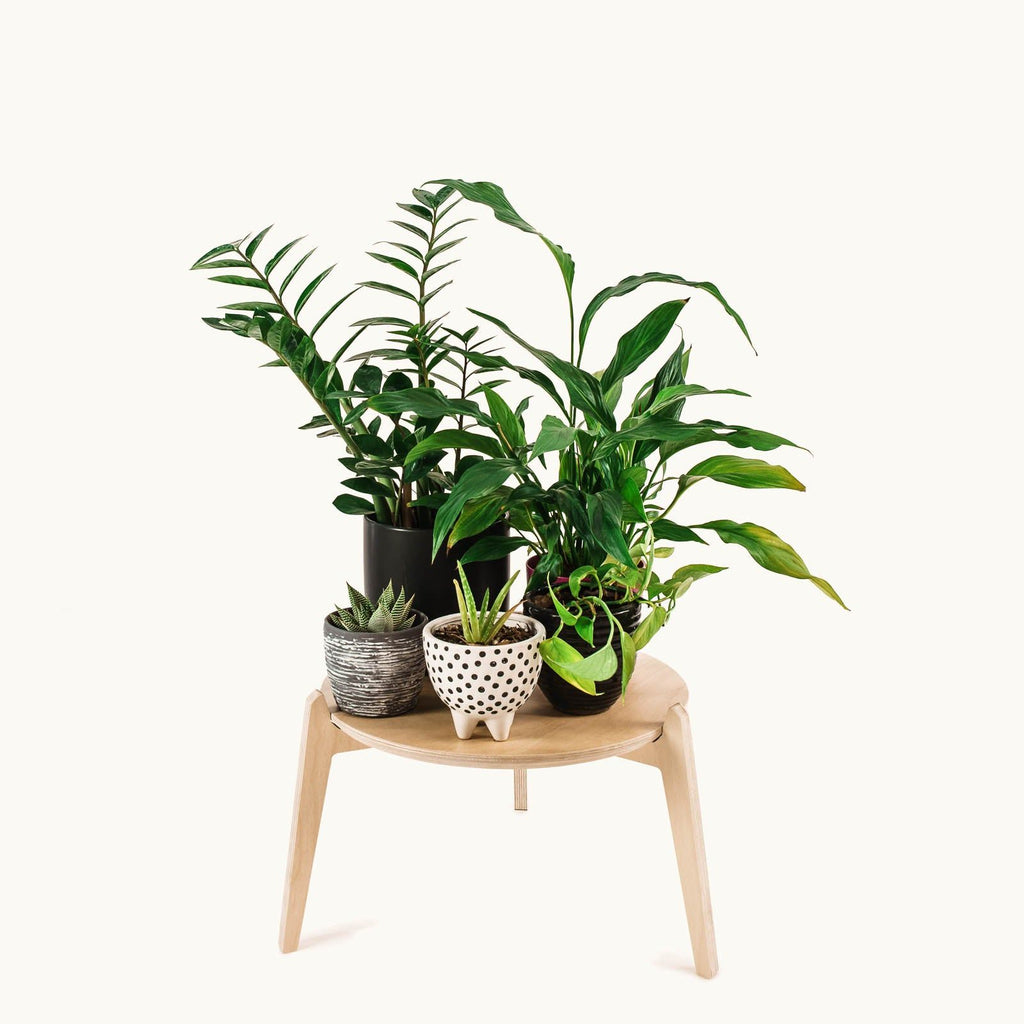 Japandi 15.5" Plant Stand 4" / Satin Birch -  - Work From Home Desks                                    