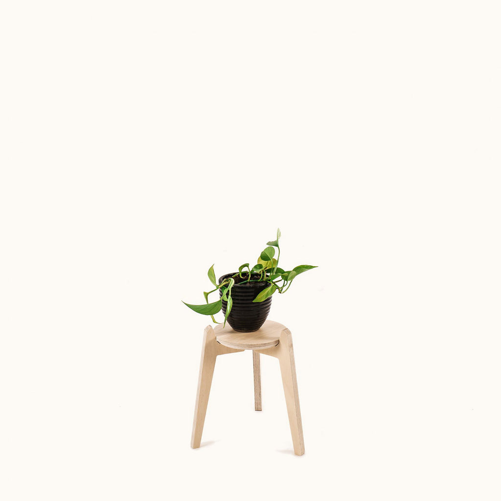 Japandi 6.5" Plant Stand 4" / Satin Birch -  - Work From Home Desks                                    