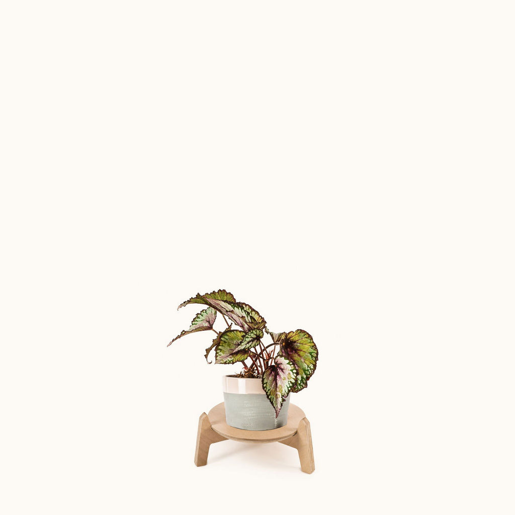 Japandi 8.5" Plant Stand 4" / Satin Birch -  - Work From Home Desks                                    