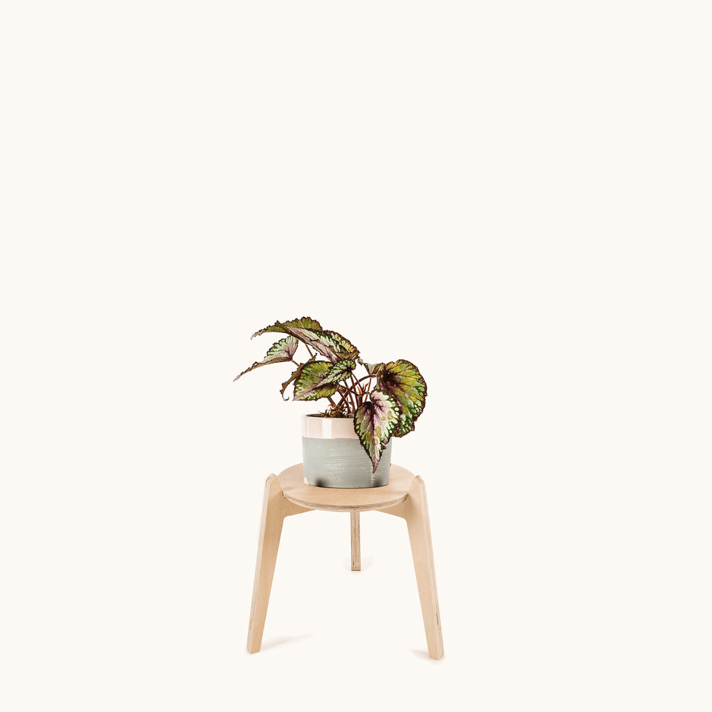 Japandi 8.5" Plant Stand 4" / Satin Birch